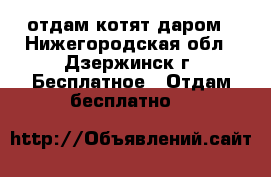 отдам котят даром - Нижегородская обл., Дзержинск г. Бесплатное » Отдам бесплатно   